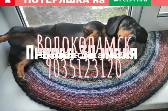 Пропала собака Такс в Волоколамске, ул. Новослободская, 37