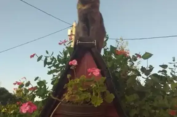 Пропала кошка, Селятино, Московская область