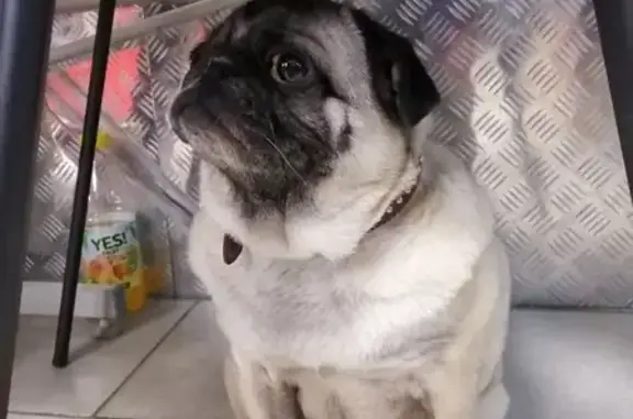 Собака мопс найдена в магазине 