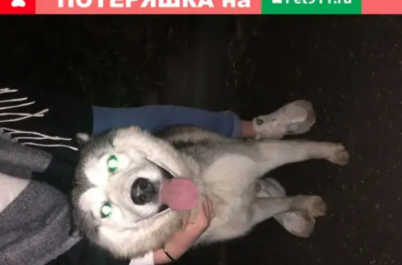Найдена собака Лайка/хаски в Подольске