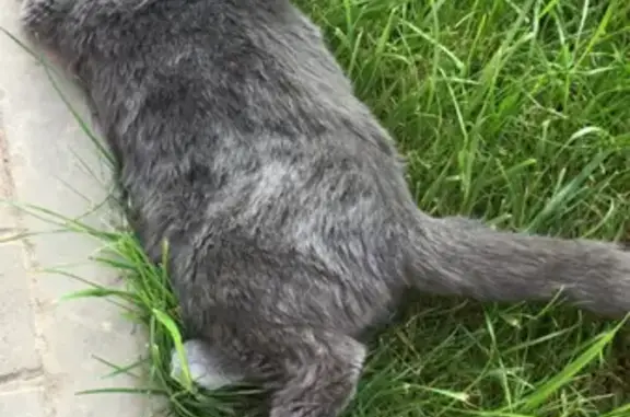 Пропала кошка в Краснодаре, район Краснодарский КА Бавария