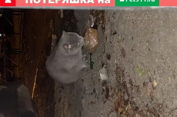 Серая британская кошка на ул. Победы, СПб