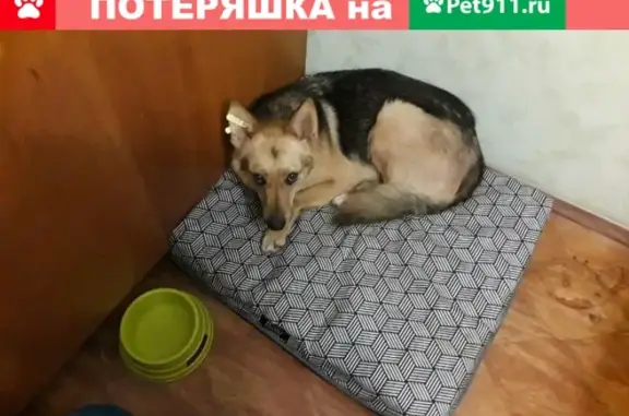 Собаки потеряшки, Нижний Новгород, фото: Потеряшка собака на улице Строкина, Нижний Новгород