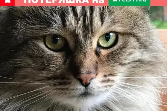 Пропала кошка Сибирская порода в Красногорске
