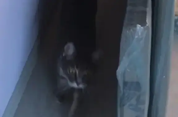 Пропала кошка Симка в Краснодаре, пос. Российский