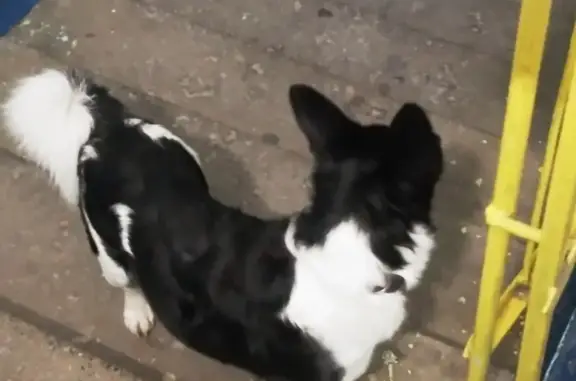 Найден пес на Кузнецкстроевском 20 в Новокузнецке