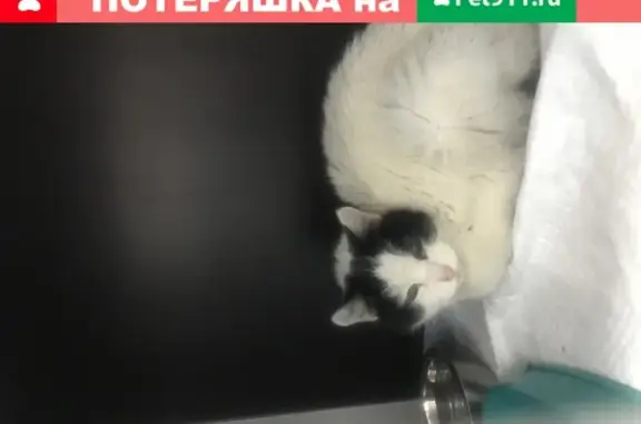 Найдена ласковая кошка без зуба, Москва, ул. Борисовские Пруды, 22к1