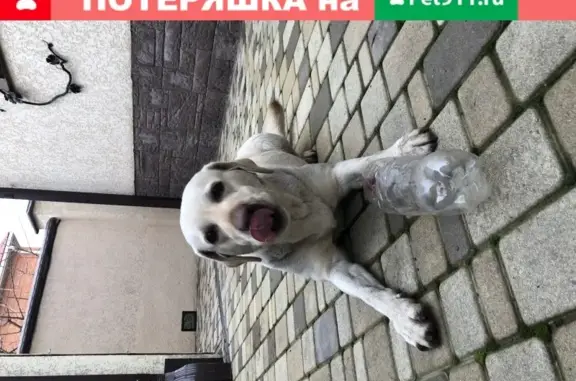 Собака Лабрадор ищет дом в Краснодаре