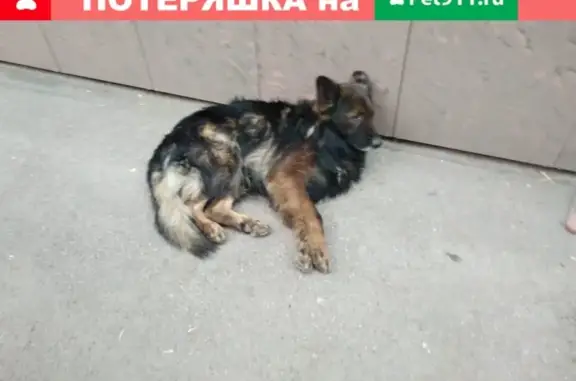 Найдена крупная собака около ТЦ Мир в Саратове: контактная, похожа на восточную овчарку.