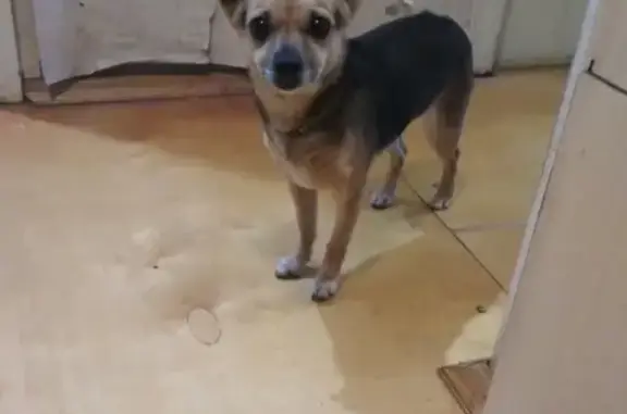 Найдена собака на ул. Офицерская в Краснодаре