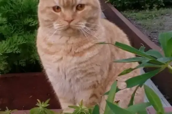 Потерянные животные Новосибирск, фото: Пропала кошка на ул. Холодильная 18 в Заельцовском районе