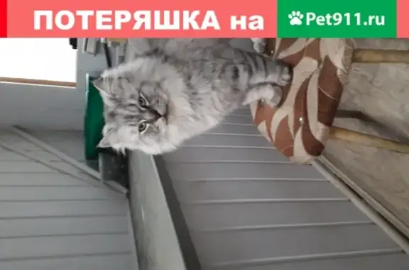 Пропал кот Бася на ул. Р.Зорге, Волгоград