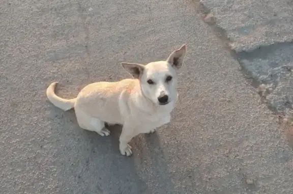 Собака найдена в Волжском, Волгоградская область.