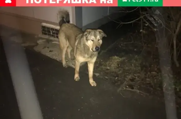 Найдена Собака в Лобне