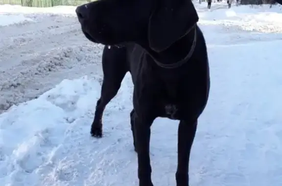 Собака типа дог найдена в Северске, Томская область.