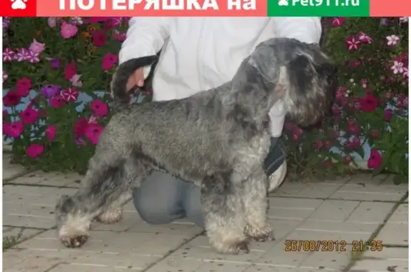 Пропала собака в деревне Данилово, Павлово-Посадский район