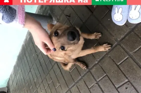 Собака найдена на ул. Введенского, д23к2, Москва