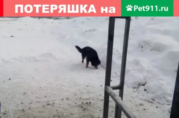 Найдена хромающая собака в Заводском районе Кемерово