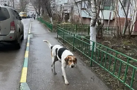 Найдена собака на ул. М. Горького 20 в Туле