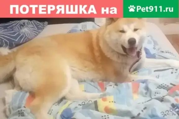 Собака найдена в Верх-Исетском районе Екатеринбурга