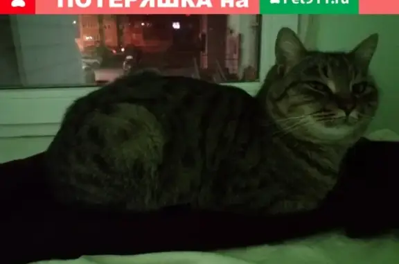 Найден домашний котик в Волгограде