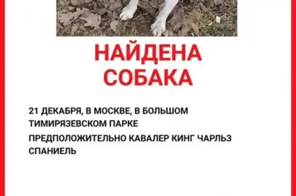 Найдена собака в парке Тимирязева, Москва