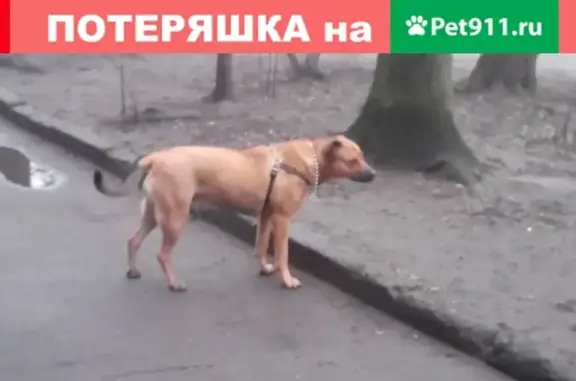 Найдена молодая собака на улице Фрунзе