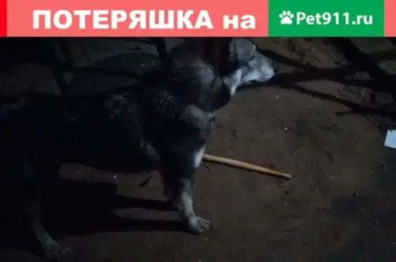 Найдена собака, Дмитров, фото: Ухоженная собака на Горной улице, Дмитров