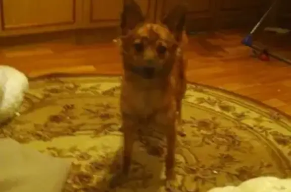 Собаки потеряшки, , фото: Потеряшка той терьер Расти в Самаре.