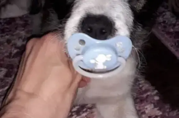 Потерянные животные Астрахань, фото: Пропала собака на улице Белинского в Астрахани