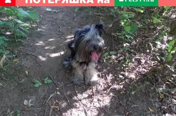 Собаки потеряшки, Тверь, фото: Потеряшка собака йорк на проспекте Победы 44а