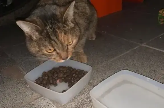 Найдена кошка на Заречной, Балашиха