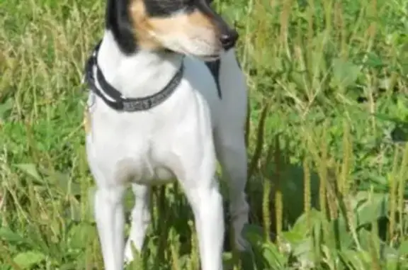 Пропала собака в Киржачском районе, нужна помощь!