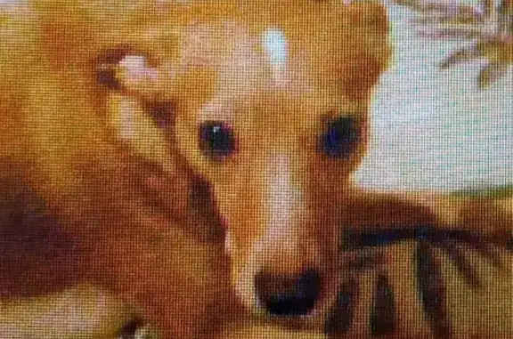 Пропала собака Рада в Оренбурге