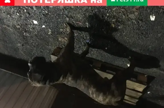 Найден напуганный пёс в Щёлково