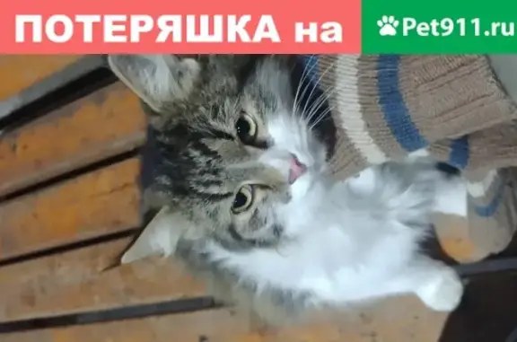 Найдена кошка с ошейником в Москве, Валдайский проезд 22
