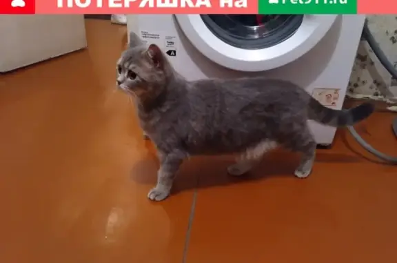 Найдена кошка у метро Приморская в Петербурге