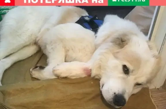 Найден молодой светлый пес без ошейника в Ступино