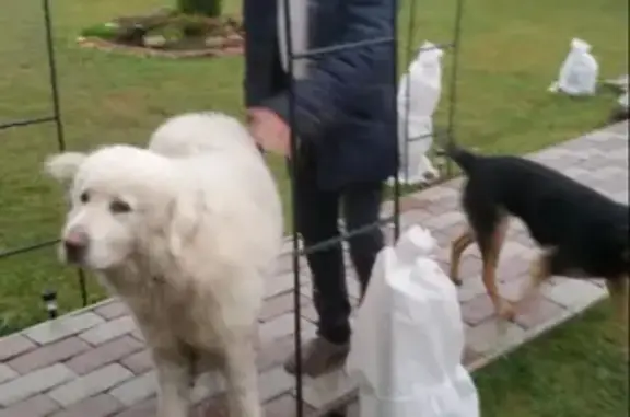 Найдена собака в Гатчине