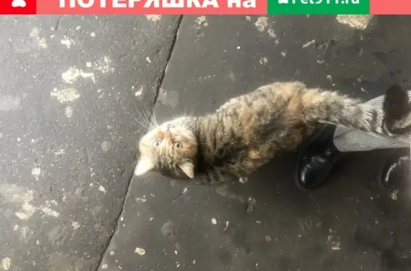 Найден котик на Автозаводской в Москве