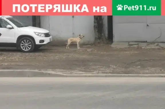 Собака с ошейником на ул. Гаврилова, Краснодар