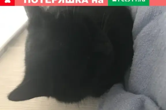 Найдена кошка на Скульптора Головницкого 32