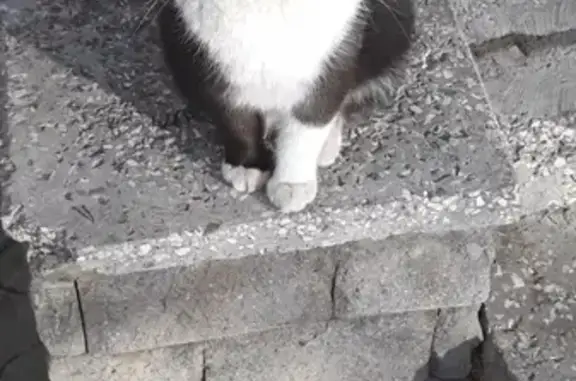 Найден кот на улице Бруснева (Ставрополь)
