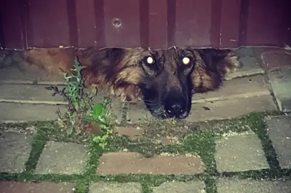 Собаки потеряшки, Нижний Новгород, фото: Потеряшка собака Немецкая овчарка в Нижегородской области
