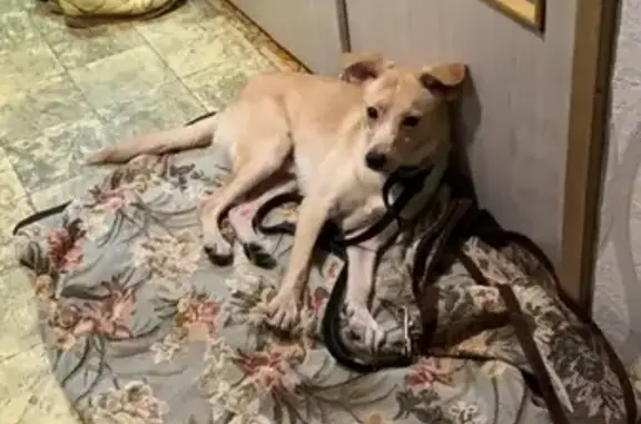 Найдена собака в Бирюлёвском дендропарке ЮАО