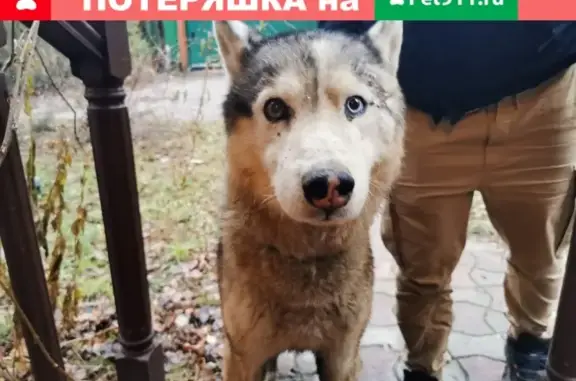 Собака найдена в Челюскинском посёлке.