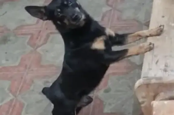 Собаки потеряшки, Анапа, фото: Потеряшка той-терьер Тимка в Цыбанобалке, ул. Заречная 23/1