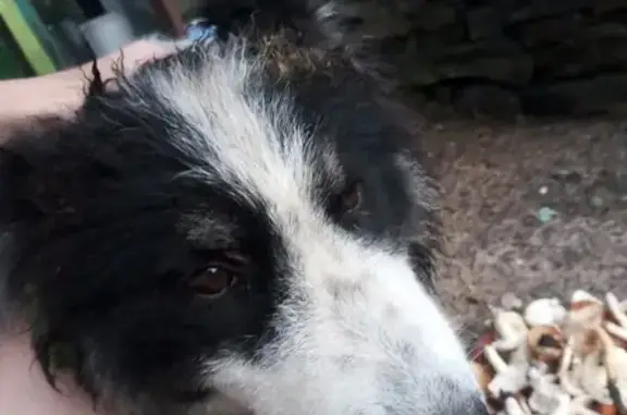 Пропала собака Хаски помесь в посёлке Сиреневка, Приморский край