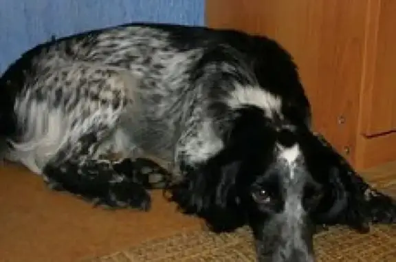 Пропала собака Русский спаниель в деревне Калачево, Ивановская область