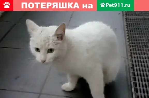 Белая кошка в БЦ Орбита на ул. Нартова 6к6